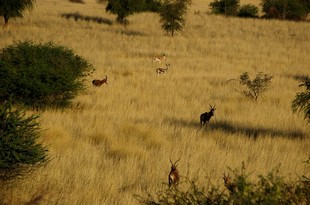 062 Namibia Okt 2006 Kuhantilopen.JPG